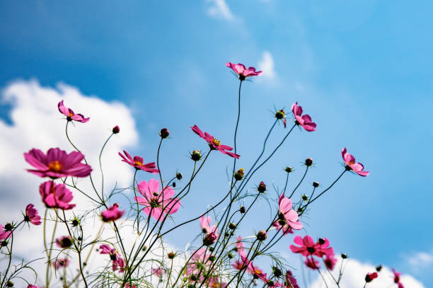 istock Purple flowers on the sky 1360762421