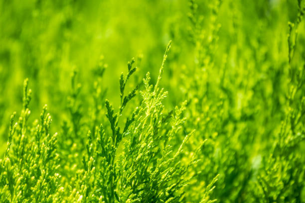 istock Green branches and young leaves of a thuja tree. 1360763711
