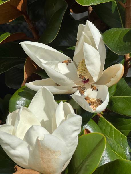 Plenty of Bees collecting Honey from Teddy Bear Magnolia Flower Teddy Bear Magnolia Tree Flower with Bees Collecting Honey magnolia white flower large stock pictures, royalty-free photos & images