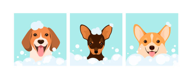 illustrazioni stock, clip art, cartoni animati e icone di tendenza di un set di cani in schiuma - grooming