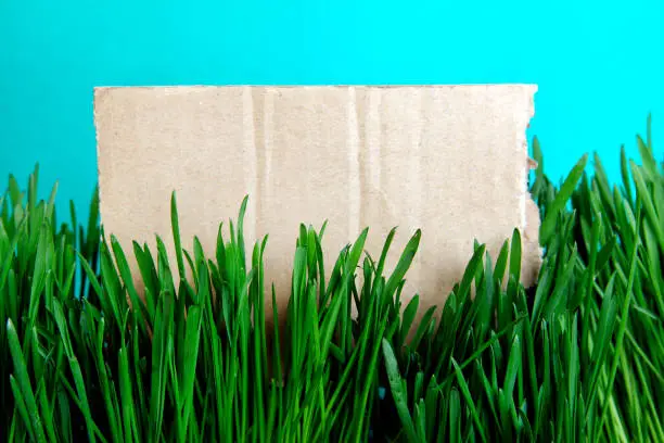 Cardboard on the Grass on the Cyan Background