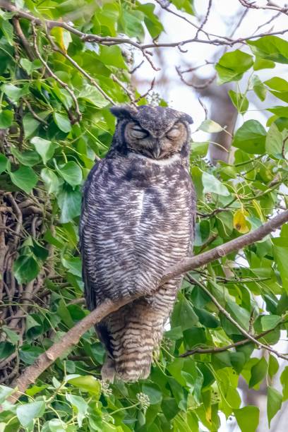 istock Closeup of Great Horned Owl, Delta, BC, Canada 1360774023