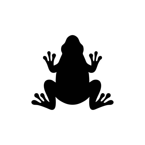 illustrazioni stock, clip art, cartoni animati e icone di tendenza di frog icon design template vector isolated - anfibio