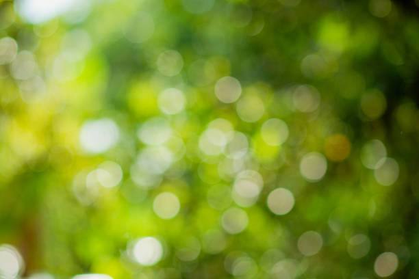 istock Blurred background of green leaves 1360775984