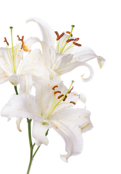 istock White lily flower. Isolated on white background 1360776860