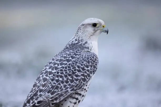 One gyrfalcon  in a snowy environment