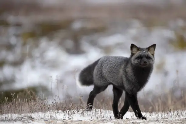 one silverfox searching for food