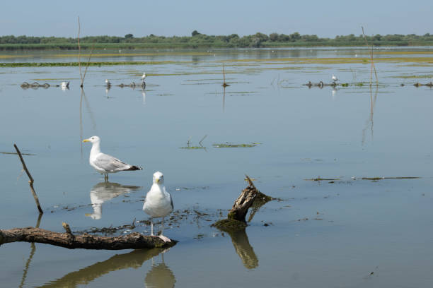 istock Several gulls are sitting on an old root. Danube delta in Romania.Lake view with birds. A seagull is standing on a floating piece of wood. 1360780473