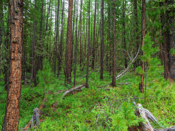 istock Dense woody landscape surrounded by many trees and lush vegetation. Forest scenery with rich flora. Atmospheric woodland. Siberian taiga green natural background. Nature reserve, green planet concept. 1360780623
