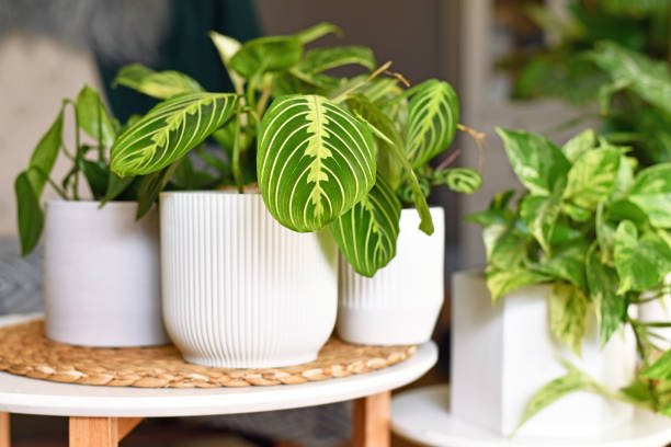 istock Exotic 'Maranta Leuconeura Lemon Lime' houseplant 1360780764