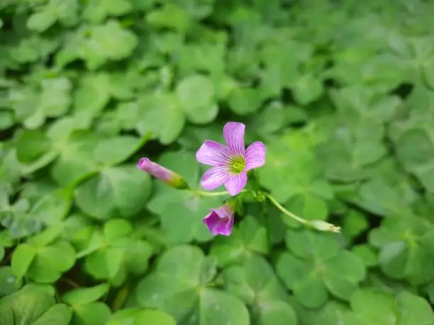 Oxalis articulata, known as pink-sorrel pink wood sorrel windowbox wood-sorrel, Chari amilo (Nepal),sourgrass,Netho (khatta) saag (India)is a perennial plant species in the genus Oxalis native to temperate South America