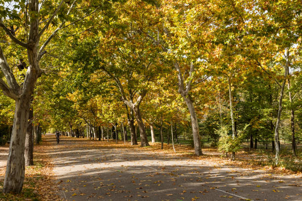 parque público chamado casa de campo, com as cores do outono, na cidade de madrid - casa de campo - fotografias e filmes do acervo