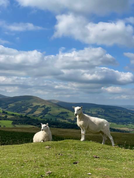 istock Sheep Wales Valley Summer beauty in nature 1360781639