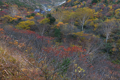 Autumn leaves near Kurogane Goya Mountain Lodge in Mount Adatara.Mt. Adatara is one of the 100 Famous Japanese Mountains.This mountain is relatively easy to climb and visitors can enjoy the alpine plants and splendid view.