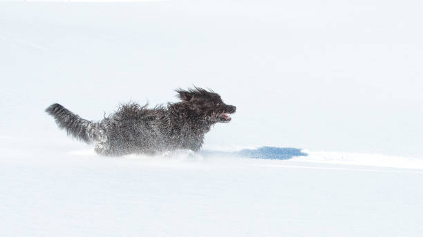 istock Big hairy black dog runs in the fresh snow 1360782758