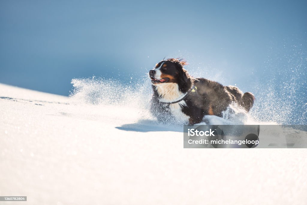 Big hairy Bernese Mountain dog runs in the fresh snow Big hairy Bernese Mountain dog runs fast in the fresh snow Bernese Mountain Dog Stock Photo