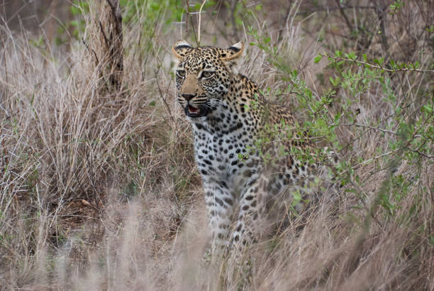 istock leopard, Panthera pardus, stalking through the dense african bush 1360787479