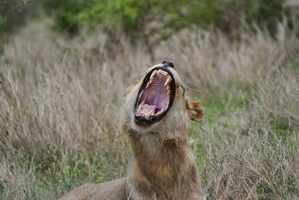 istock African Lion yawning with mouth wide open 1360787488