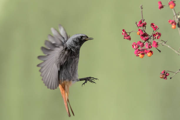 unoszący się w powietrzu samiec czarny (phoenicurus ochruros) - phoenicurus zdjęcia i obrazy z banku zdjęć