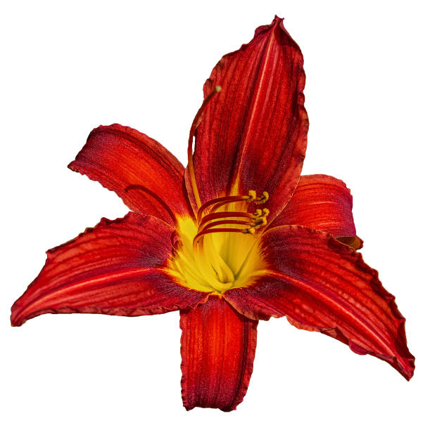 istock Red Day Lily flower isolated on white background 1360790468