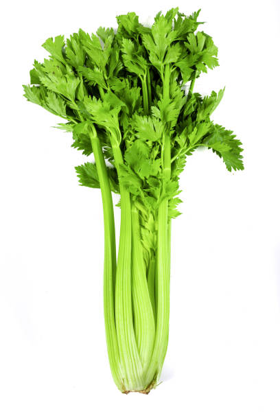 istock Freshly harvested celery stalk on a white background 1360792071