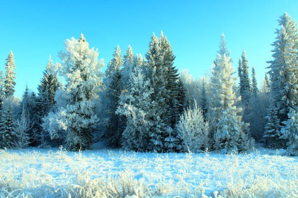 Beautiful white winter forest. Trees covered with snow. Background. Landscape.