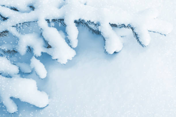 istock Background with snow-covered pine branch 1360795623