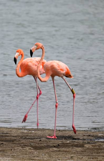 flamingo bonaire - wouter imagens e fotografias de stock