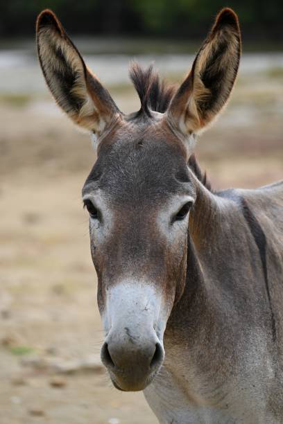 donkey bonaire - wouter imagens e fotografias de stock