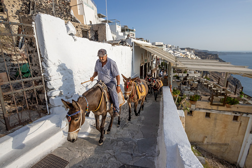 Donkeys in Firá on Santorini Caldera, Greece, with a donkey man leading his working livestock