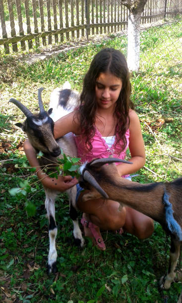 una ragazza sta dando da mangiare a tre capre. - petting zoo foto e immagini stock