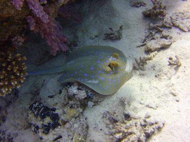 istock Bluespotted ribbontail ray 1360802126