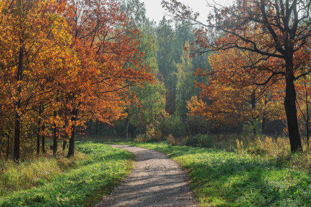 istock Path in the city park at autumn morning. 1360802215