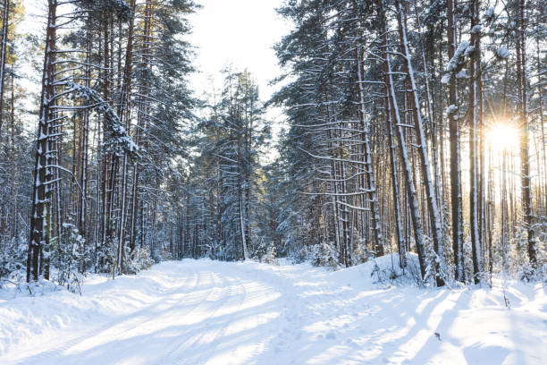 istock beautiful sunset in the winter forest 1360805106