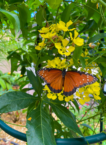 Spectacular Queen butterfly sits on a yellow Hollyhock vine in a butterfly garden.