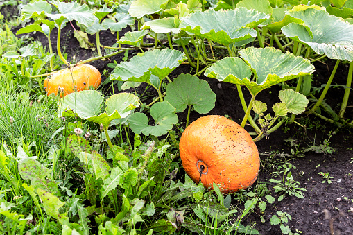 Orange pumpkin with big green leaves grows at the vegetable garden