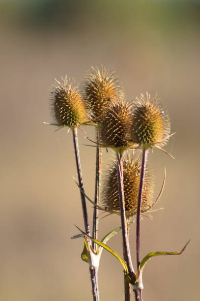 istock Cutleaf teasel dried seeds closeup view with blurred background 1360808157