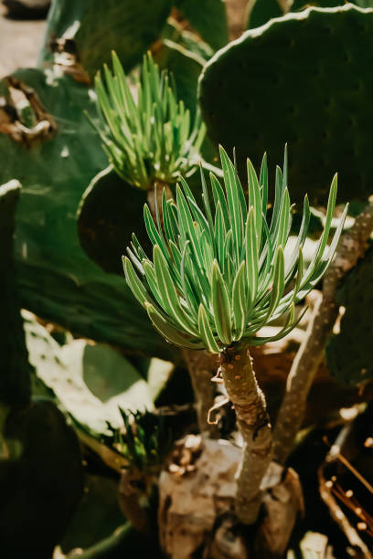 istock Prickly pear tree grows in dry areas. Beautiful green prickly cactus opuntia. 1360809021