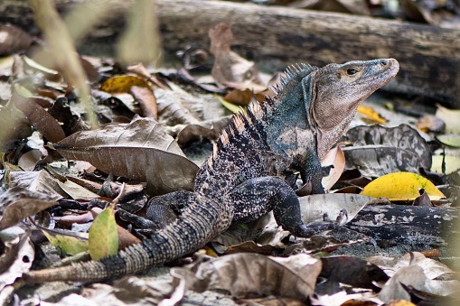 Iguana - Wildlife on the Beach - Costa Rica