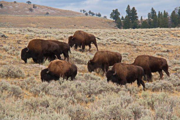 troupeau de bisons dans le parc national de yellowstone dans le wyoming aux états-unis - wyoming landscape american culture plain photos et images de collection