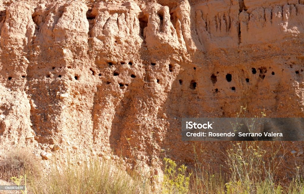 Colony of bee-eater nests on a dirt slope Animal Nest Stock Photo
