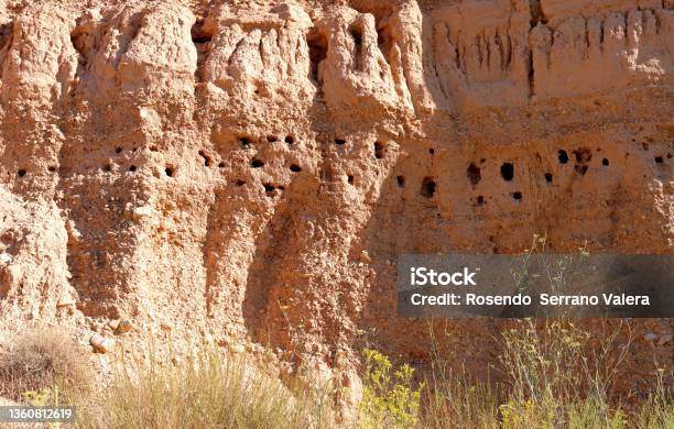 Colony Of Beeeater Nests On A Dirt Slope Stock Photo - Download Image Now - Animal Nest, Bee-Eater, Animal Den