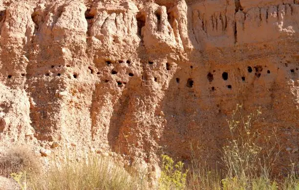 Colony of bee-eater nests on a dirt slope