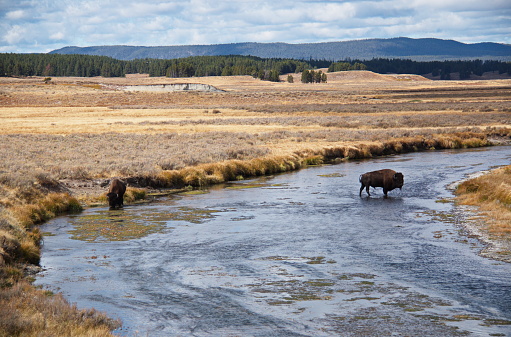 Bisons in Pelican Valley in Yellowstone National Park in Wyoming in the USA