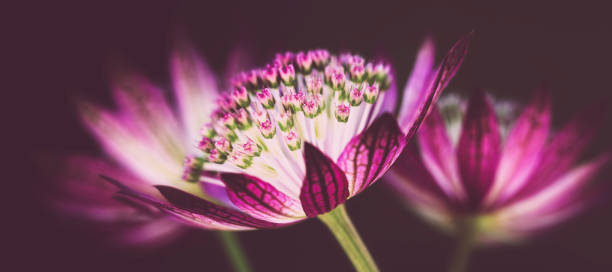 istock Astrantia flower beautiful floral  flowershead 1360813438