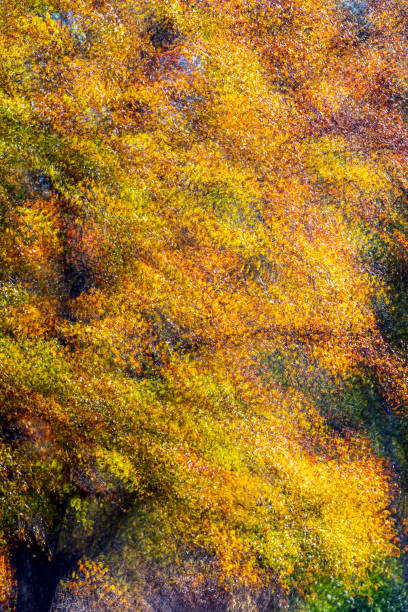 Photo of multi exposure of a tree on autumn   beech tree