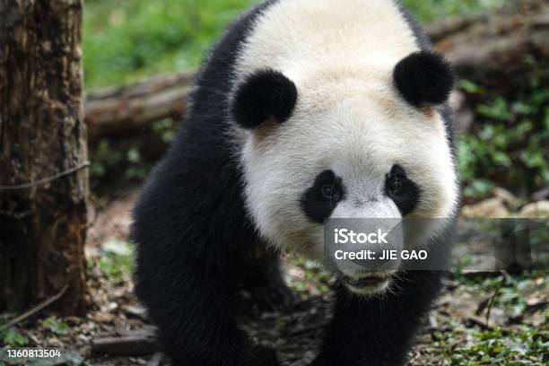 Chengdu Panda Stock Photo - Download Image Now - Panda - Animal, Twisted, Animal