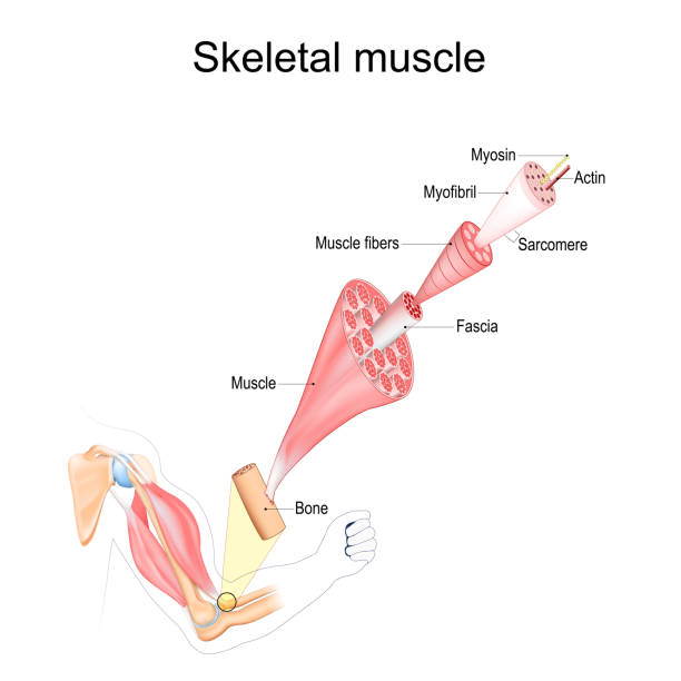anatomie der skelettmuskulatur. struktur - tendo stock-grafiken, -clipart, -cartoons und -symbole
