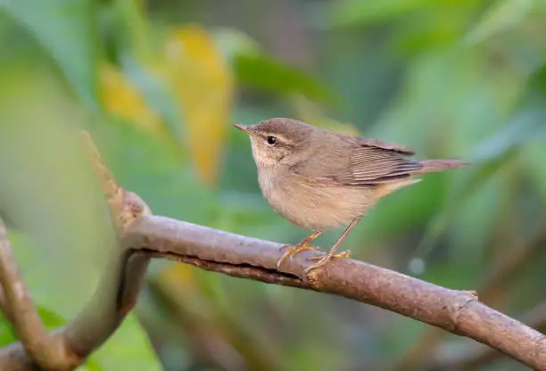 The dusky warbler is a leaf warbler which breeds in the east Palearctic.