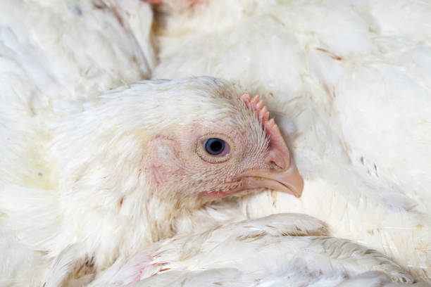 istock raising chickens in a poultry farm 1360815796